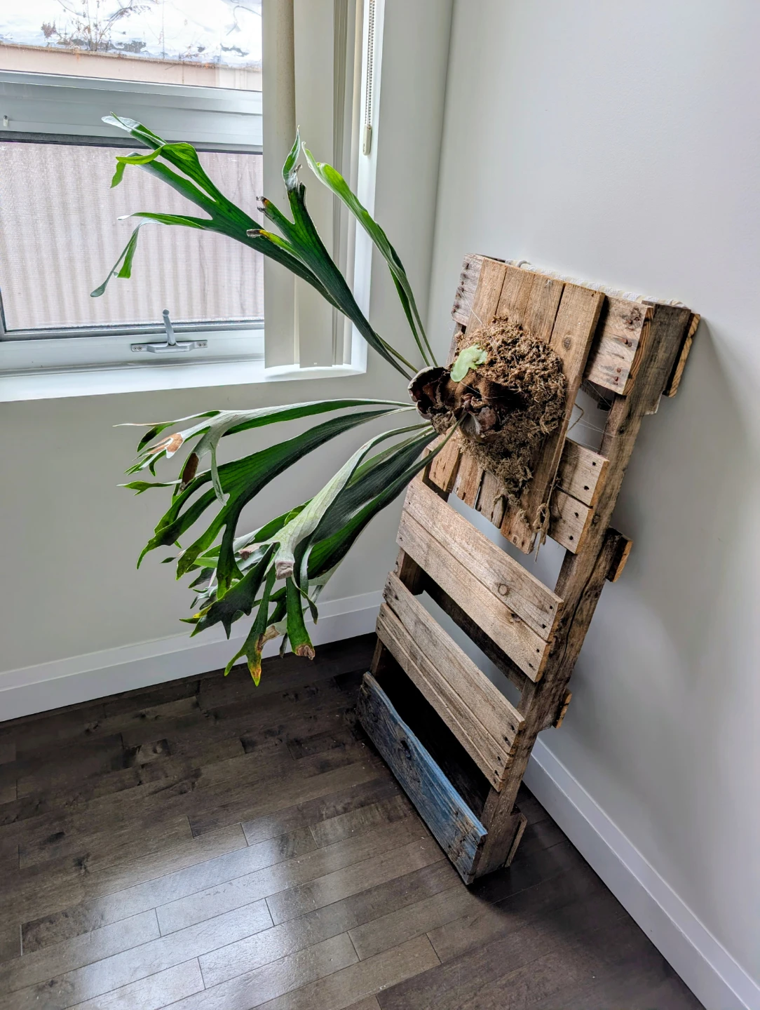 Mounted Elkhorn fern - kitchener