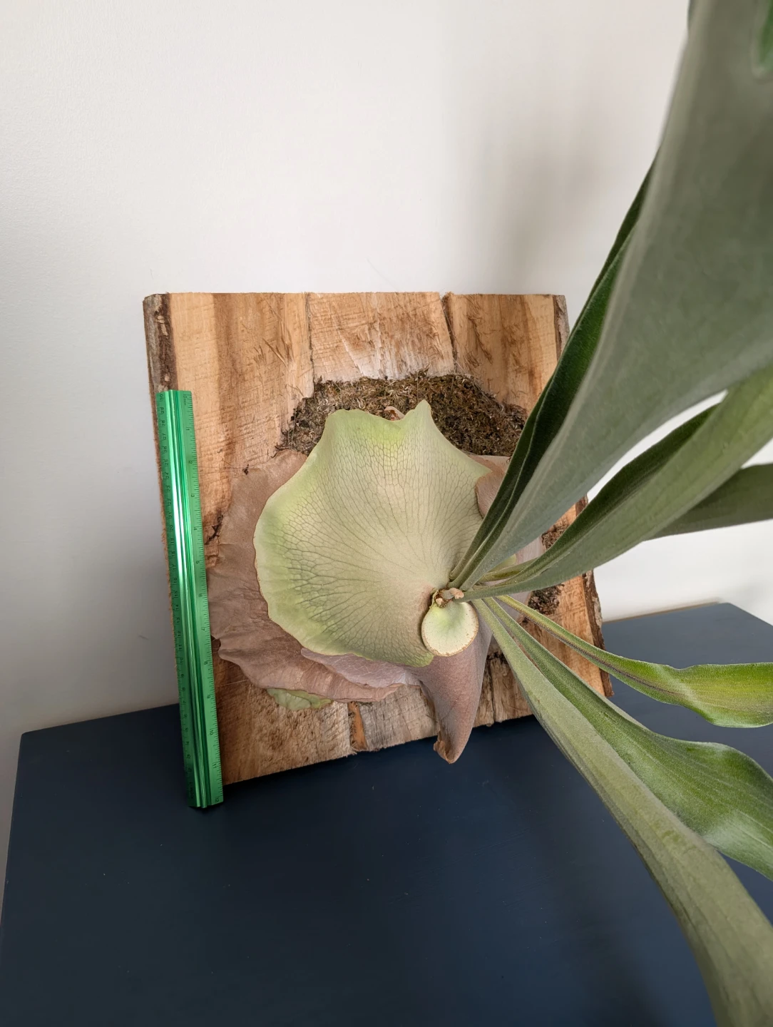 Mounted Elkhorn fern - kitchener - photo 3