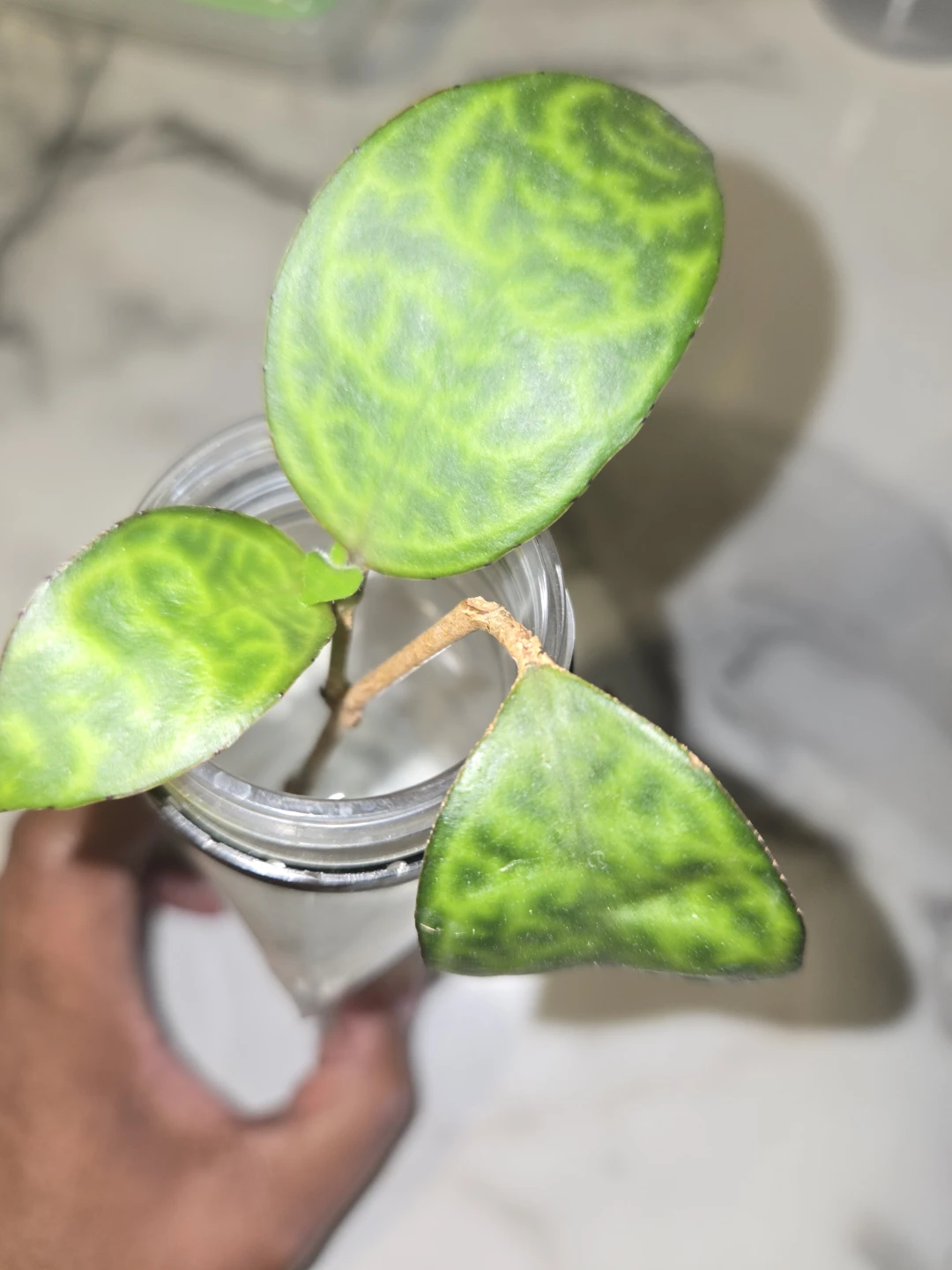 VARIEGATED LIPSTICK plant cutting✨️💄ROOTED