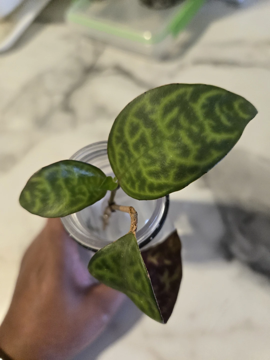 VARIEGATED LIPSTICK plant cutting✨️💄ROOTED - photo 3