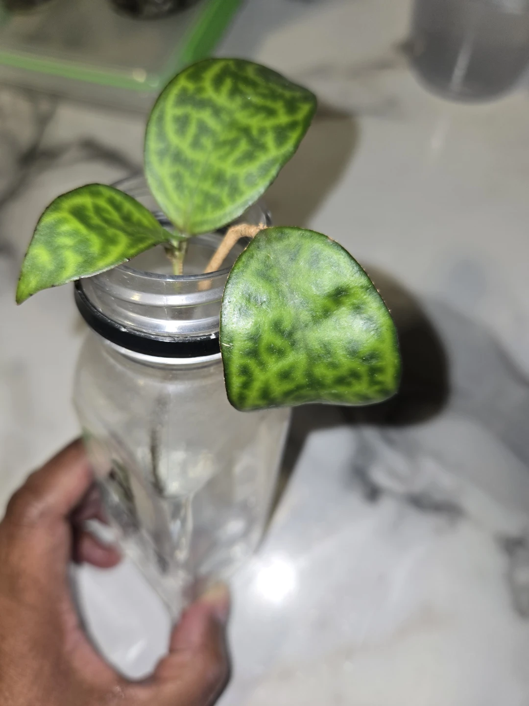 VARIEGATED LIPSTICK plant cutting✨️💄ROOTED - photo 4