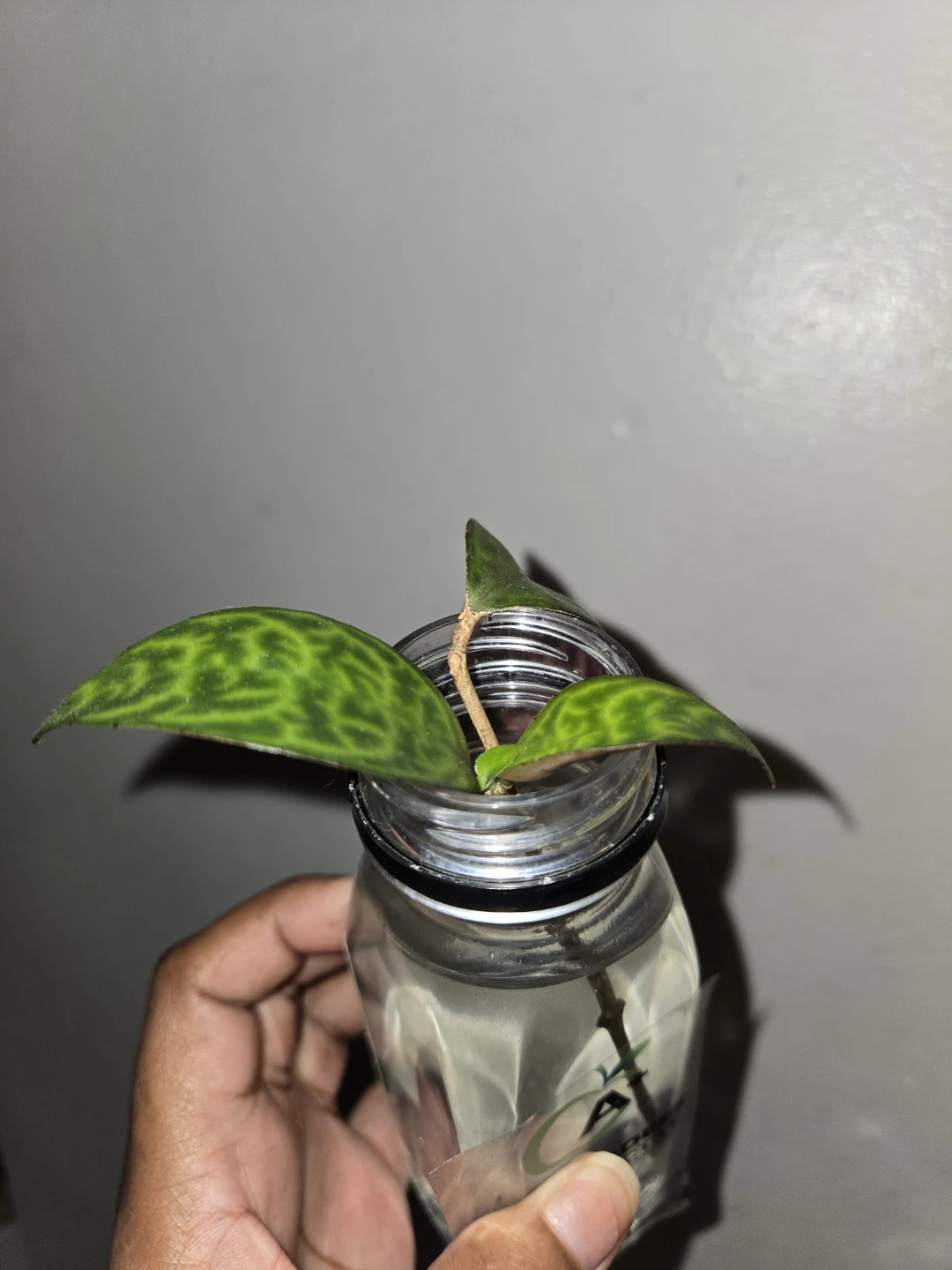 VARIEGATED LIPSTICK plant cutting✨️💄ROOTED - photo 5