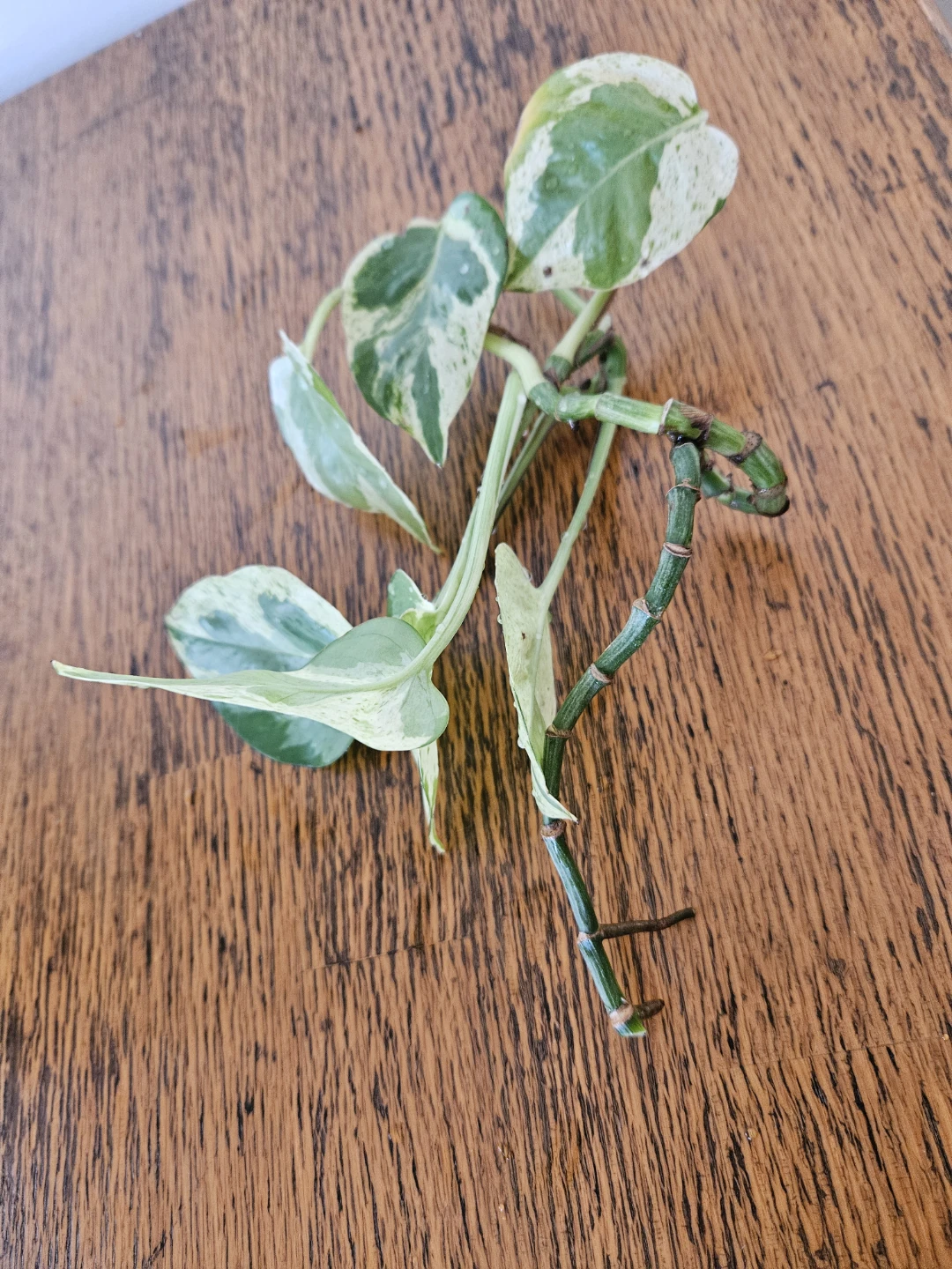 Large Marble Queen Pothos Cutting with Roots 🧡 - photo 2