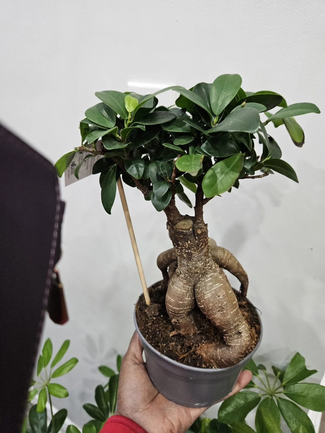Ficus Retusa Bonsai Tree🏆