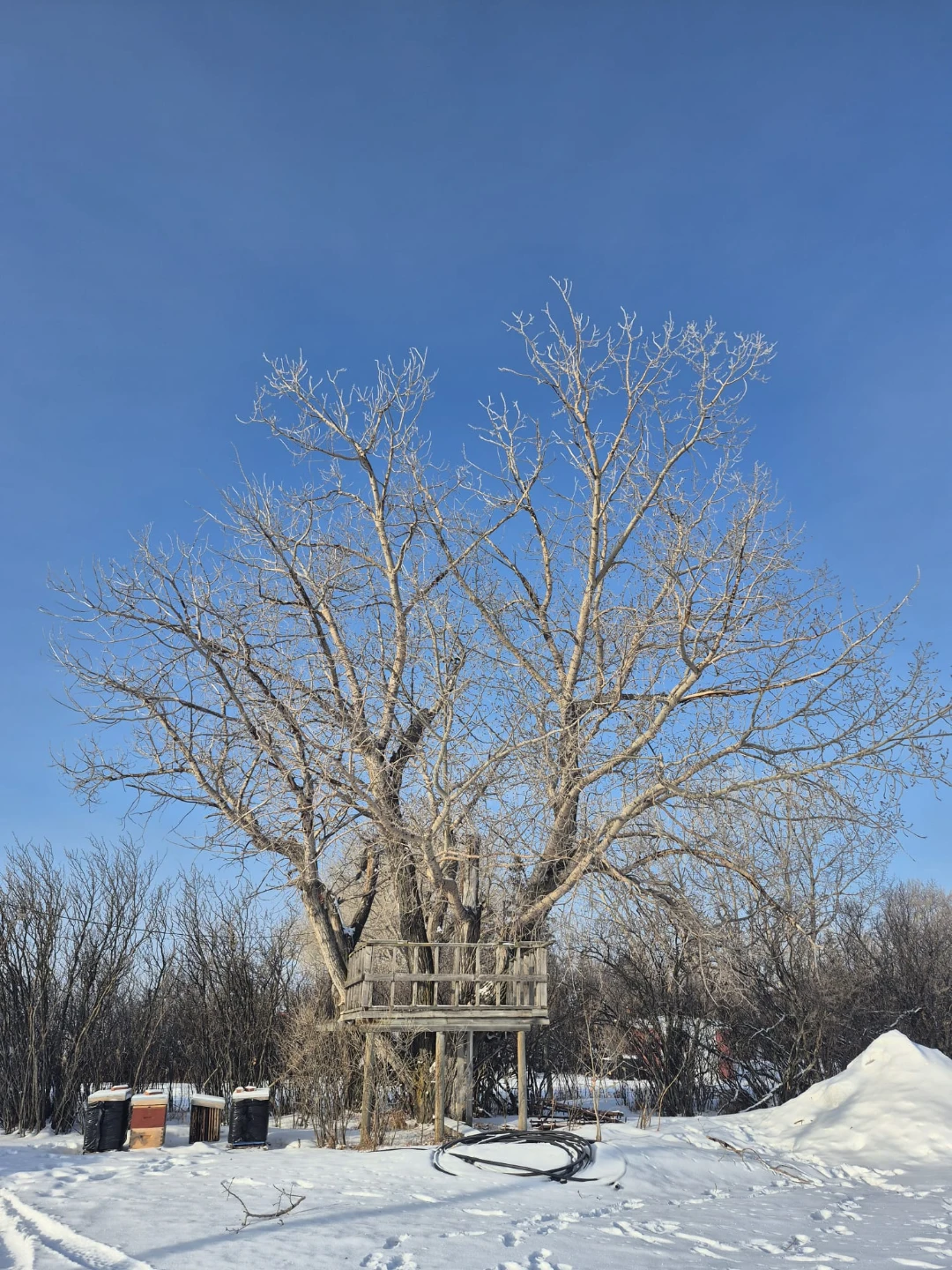 Trees