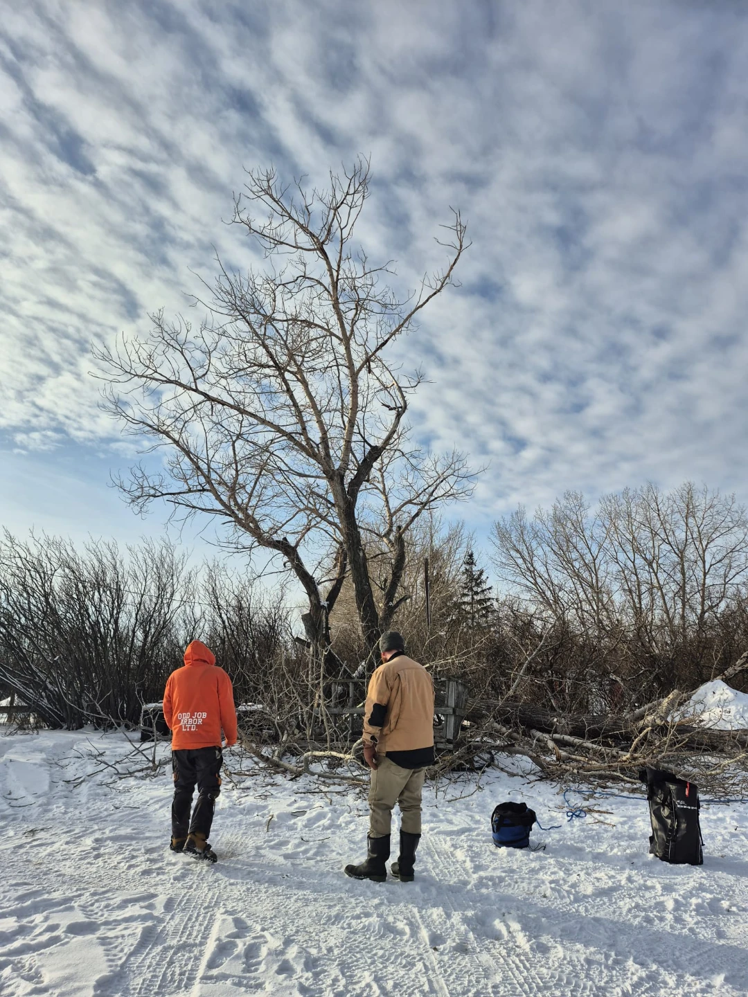 Trees - photo 2