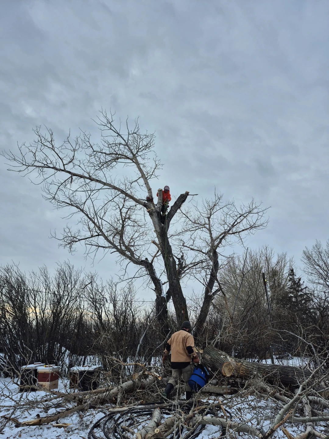 Trees - photo 3