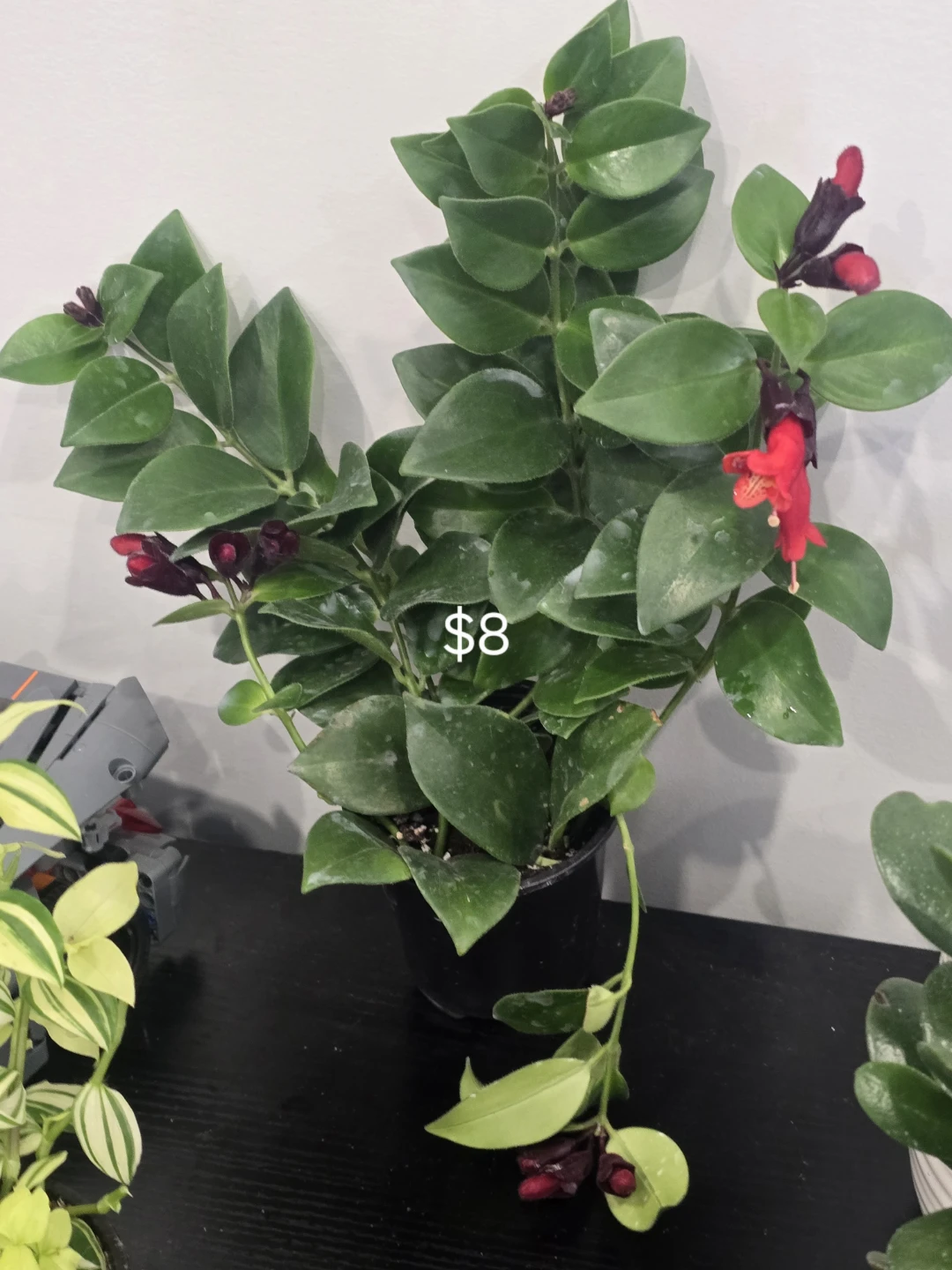 Some houseplant are available for sale. - photo 3