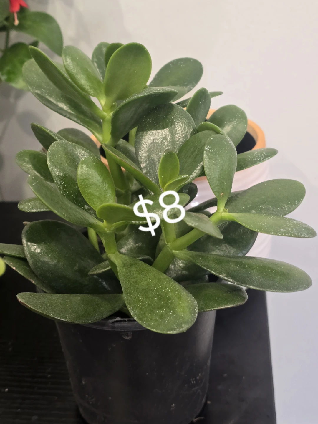 Some houseplant are available for sale. - photo 4