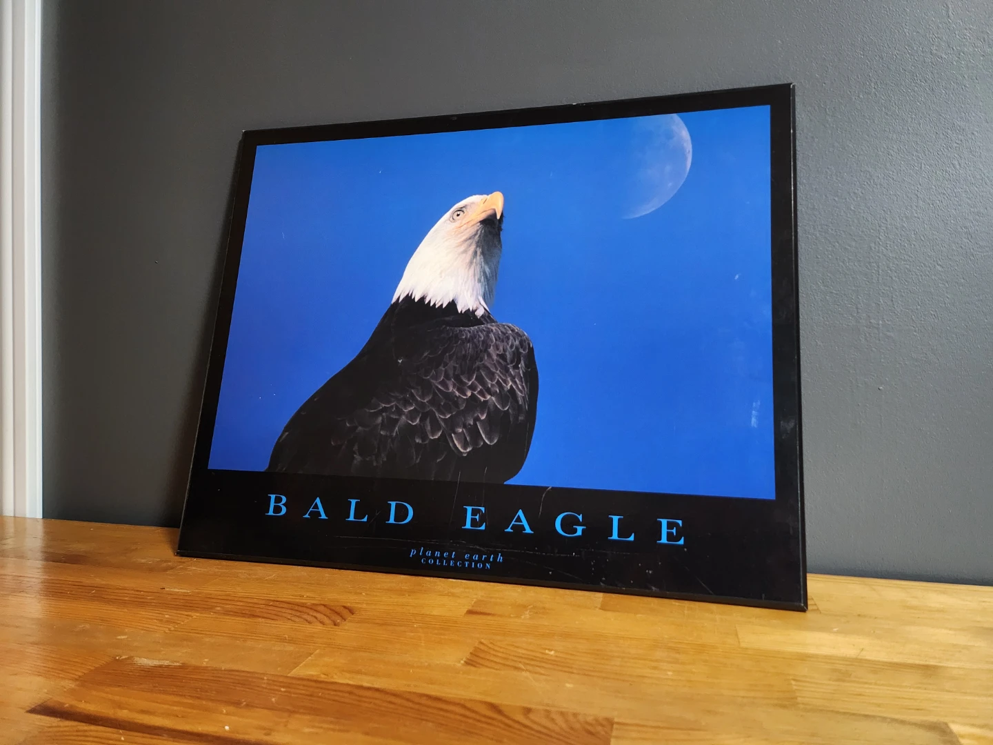 Planet Earth Collection Bald Eagle Print