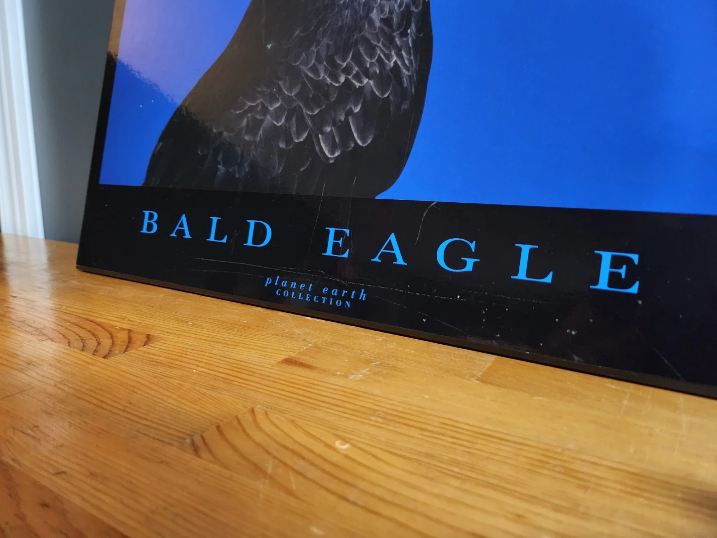 Planet Earth Collection Bald Eagle Print - photo 2