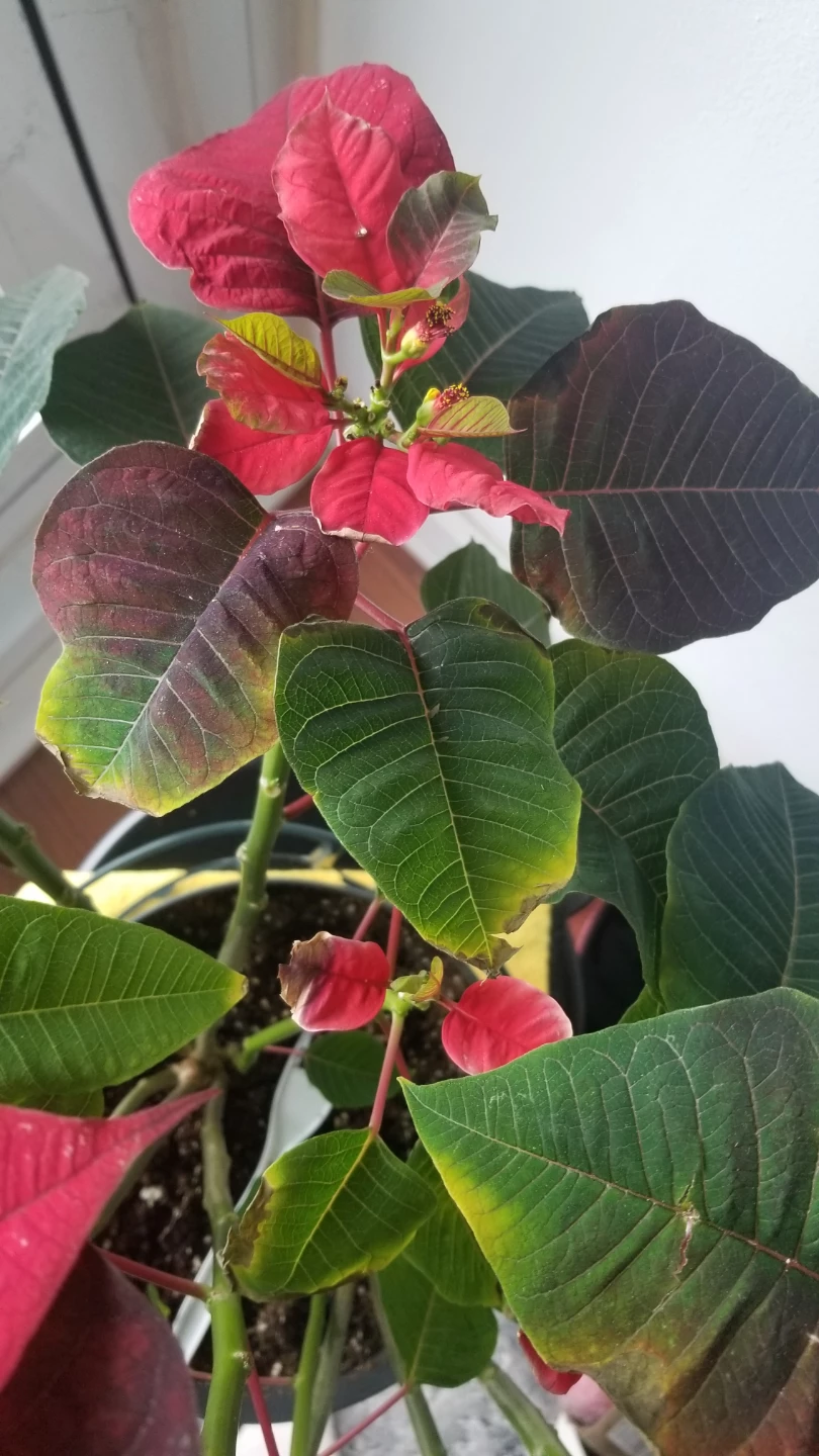 PC  Poinsettia Plant 9"( need to go asap) - photo 5
