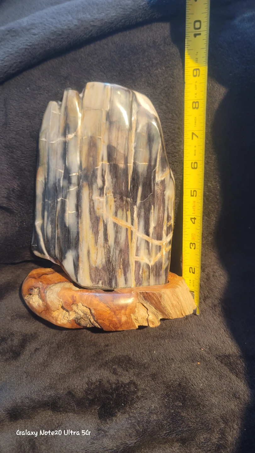 Petrified Wood Sculpture with Wooden Base