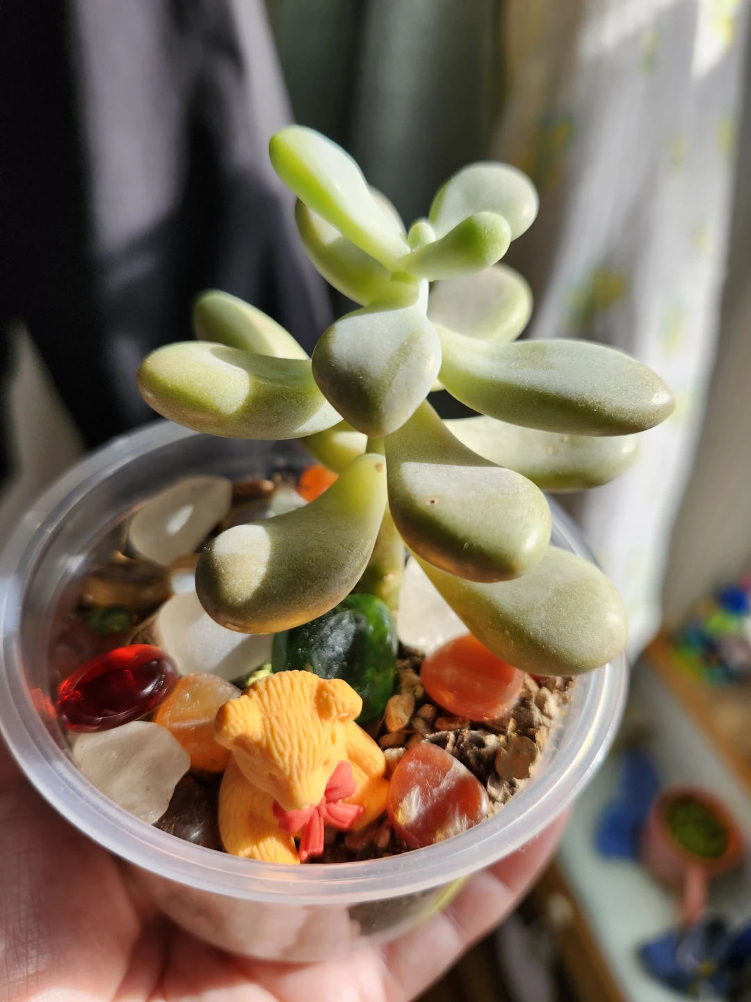 Succulent Plant in Decorative Pot with Mini Bear Figurine