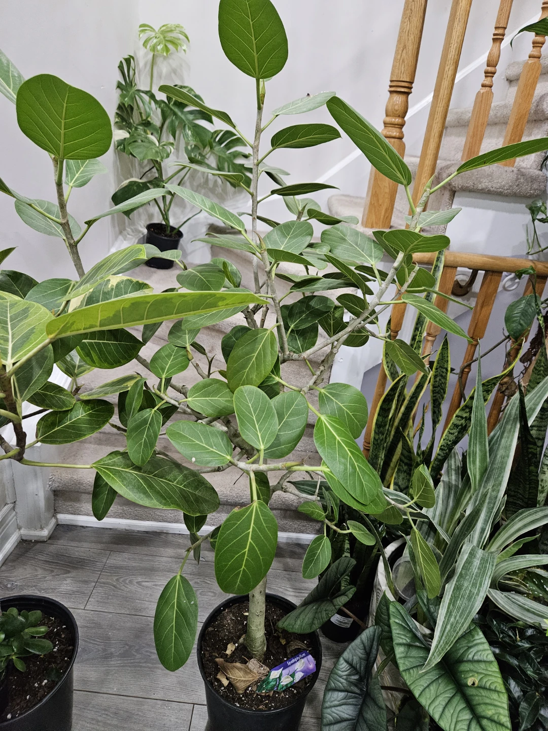 Ficus Audrey Plant🏆 - photo 2