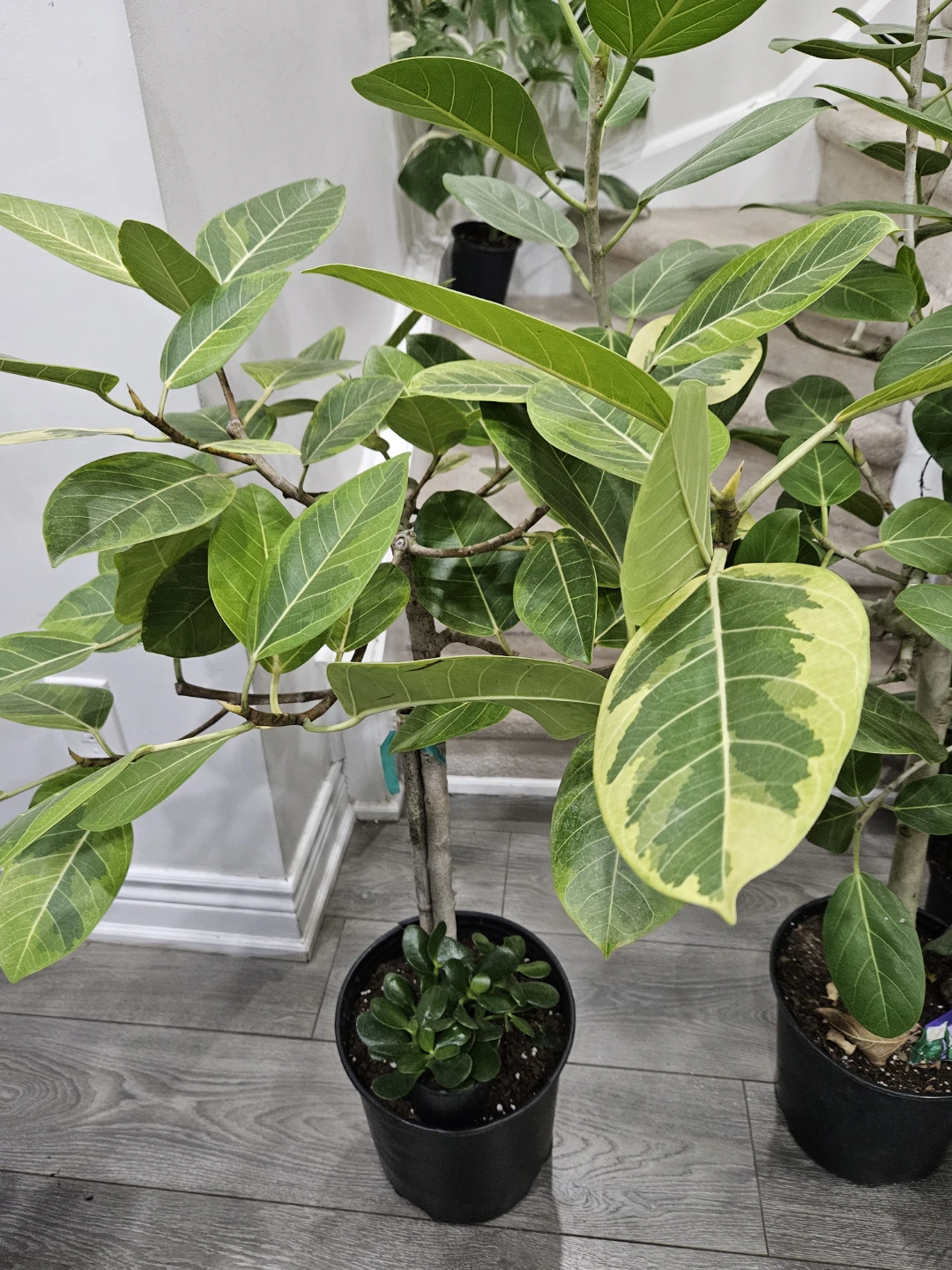 Ficus Elastica Burgundy | Rubber Tree Plant🏆