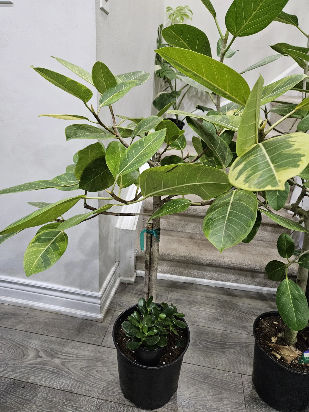 Ficus Elastica Burgundy | Rubber Tree Plant🏆 - photo 2