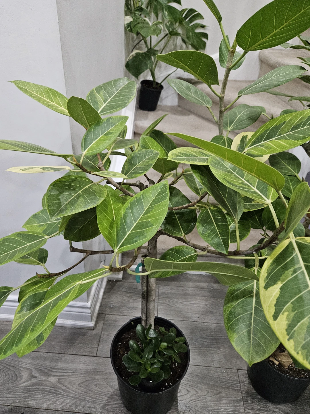 Ficus Elastica Burgundy | Rubber Tree Plant🏆 - photo 3