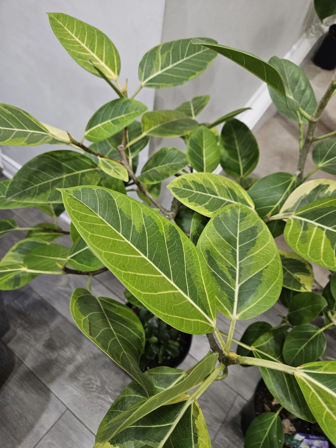 Ficus Elastica Burgundy | Rubber Tree Plant🏆 - photo 4