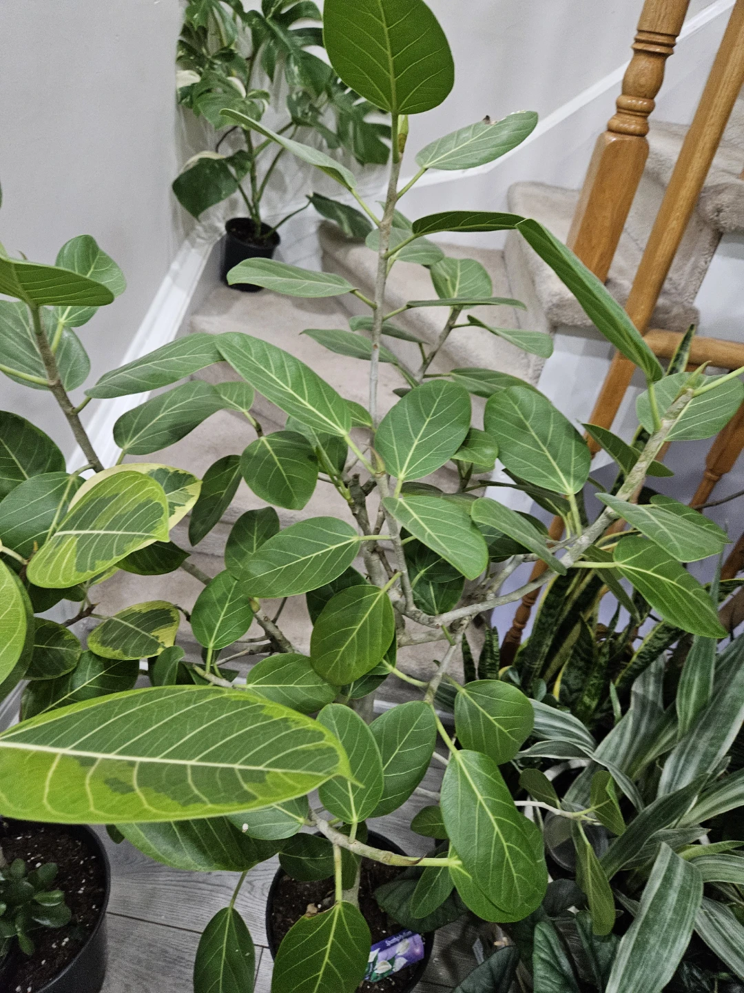 Ficus Elastica Burgundy | Rubber Tree Plant🏆 - photo 5