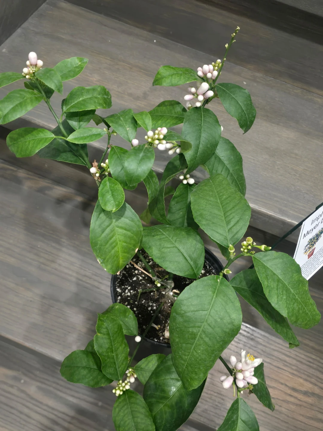 Improveemd meyer lemo Tree in 1gallon pot
