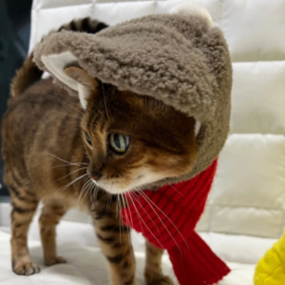 Pet 😍 cute Ear Fleece Hat(new) - photo 5