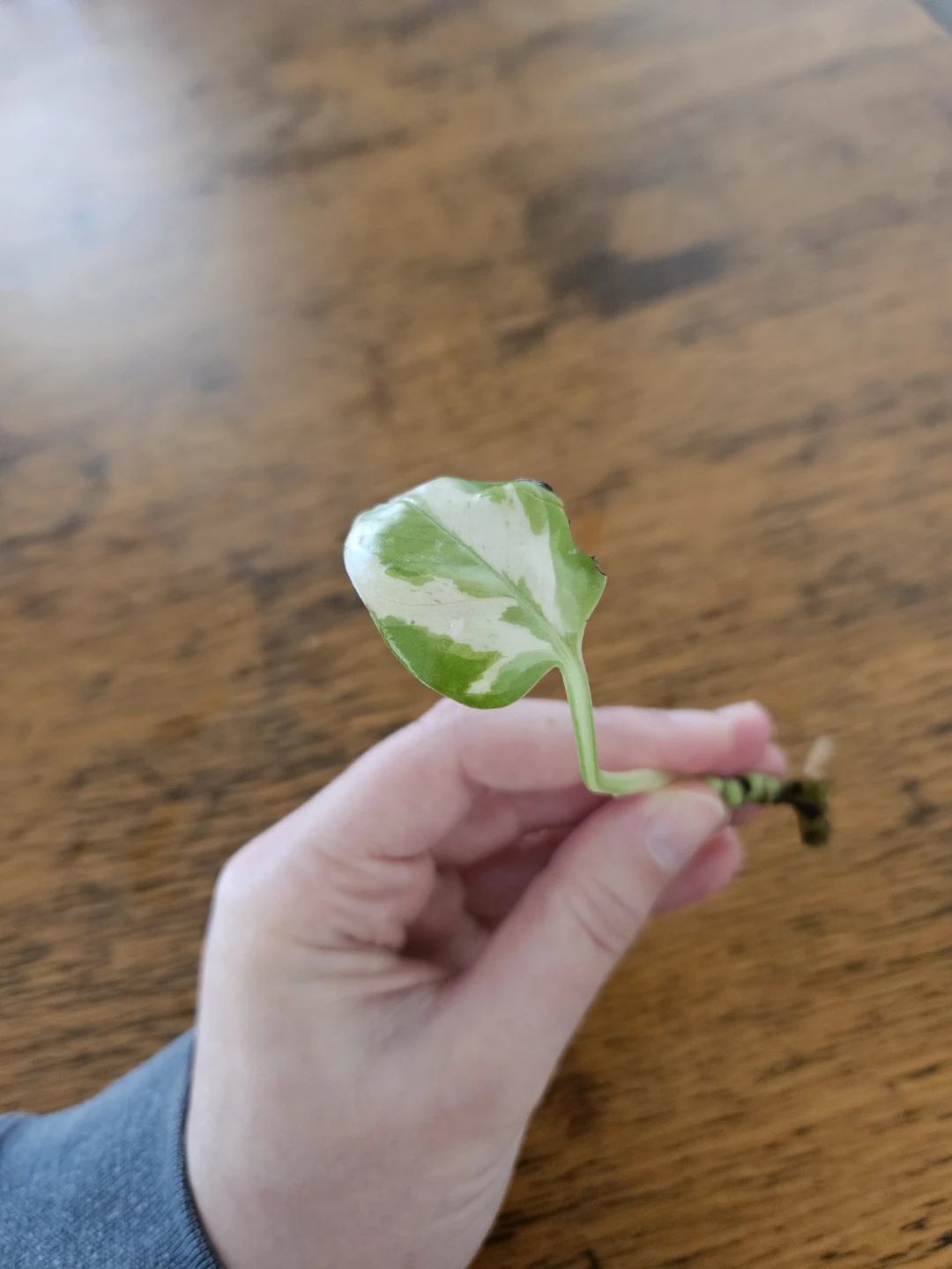Pothos Plant Cutting - Variegated with root 🧡