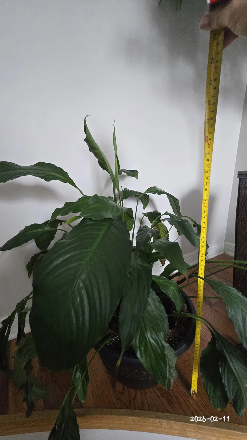 Large Potted Peace Lily Plant - photo 2