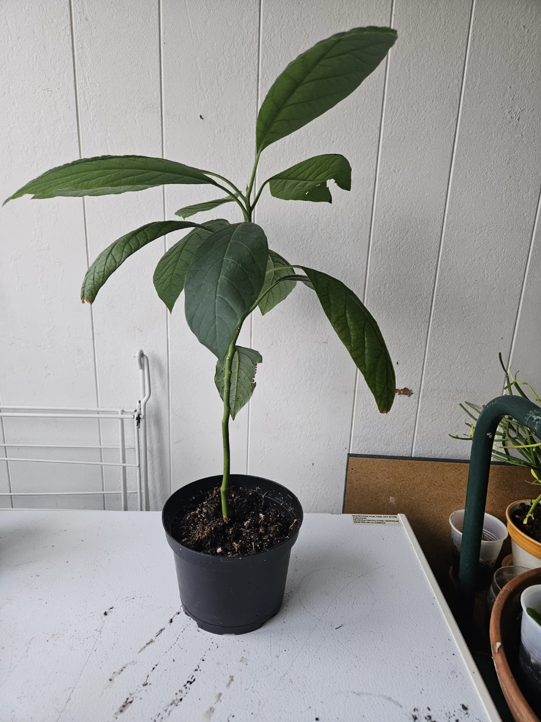 Avocado Plant Seedling