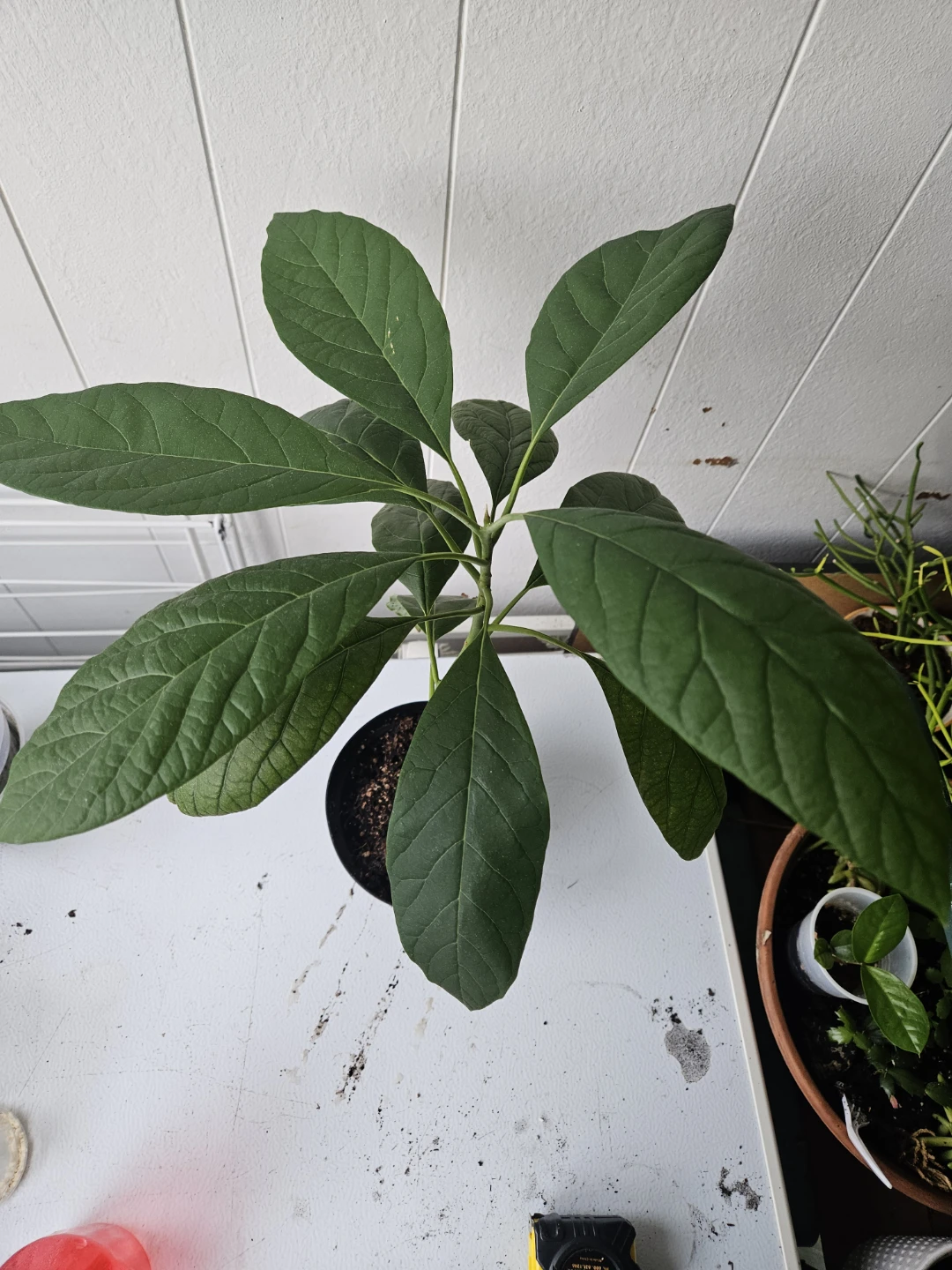 Avocado Plant Seedling - photo 2