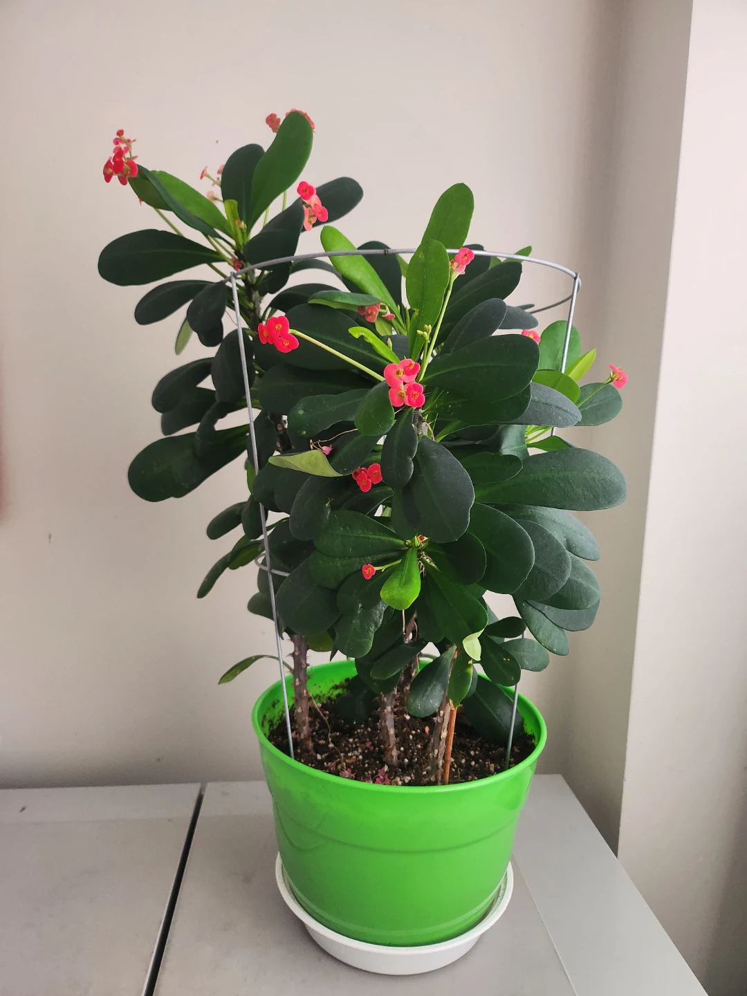 Flower trees