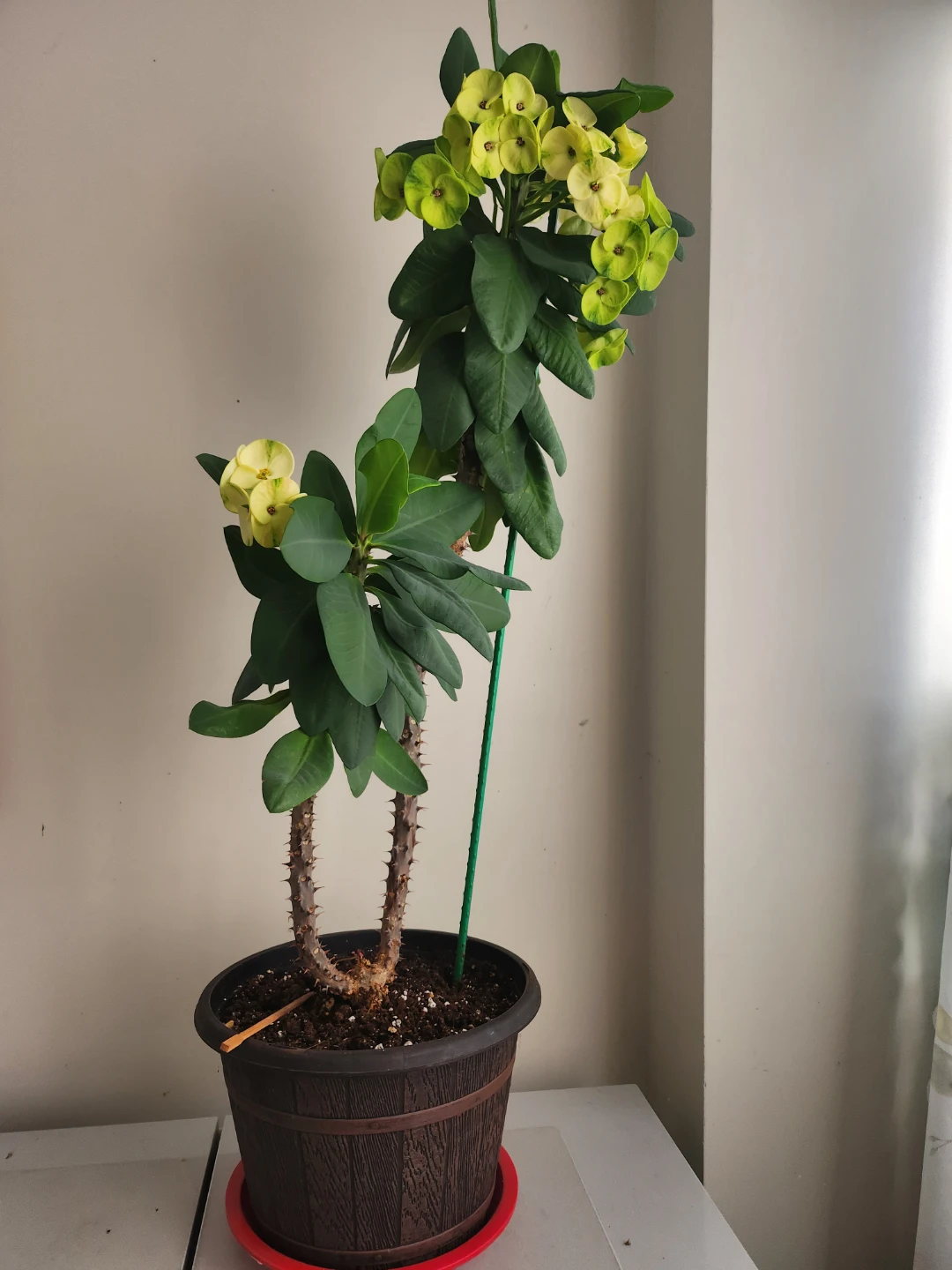 Flower trees - photo 2