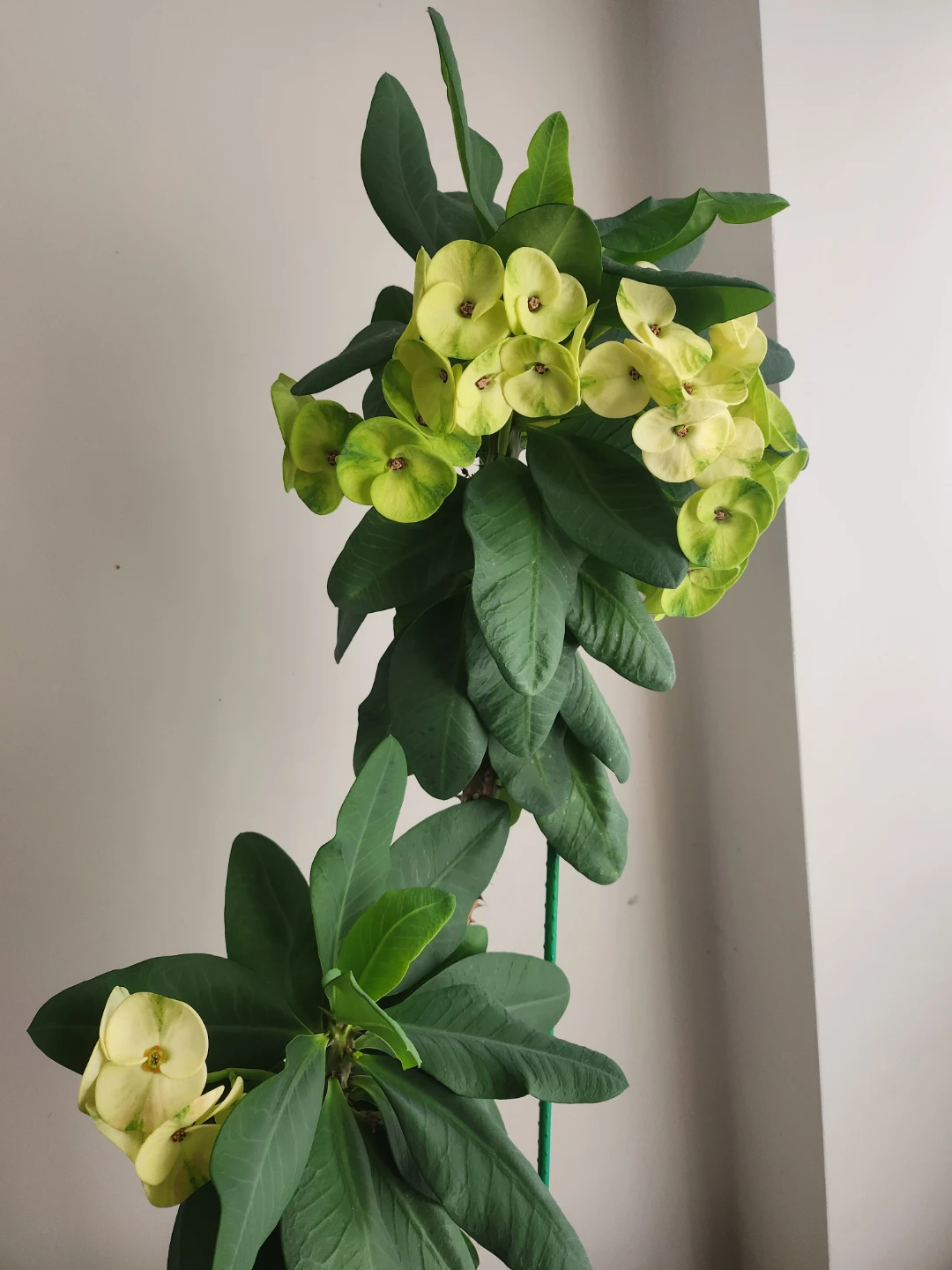 Flower trees - photo 3