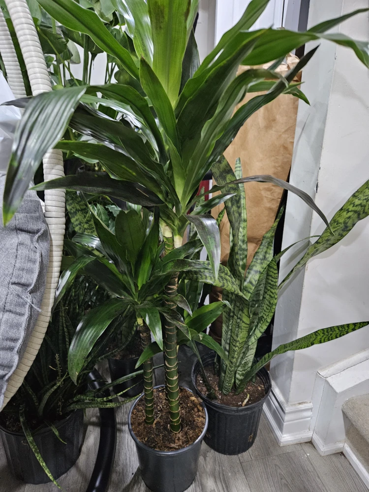 Dracaena Corn Plant🥕