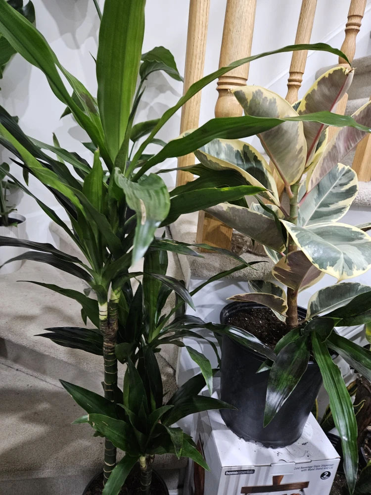 Dracaena Corn Plant🥕 - photo 2
