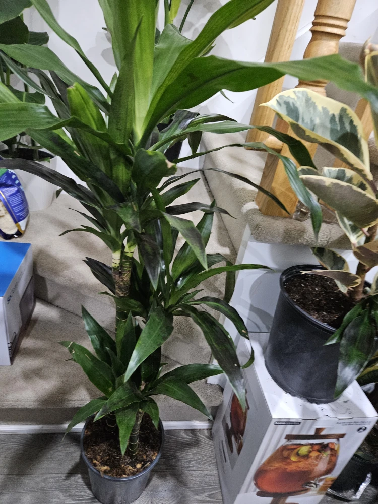 Dracaena Corn Plant🥕 - photo 3