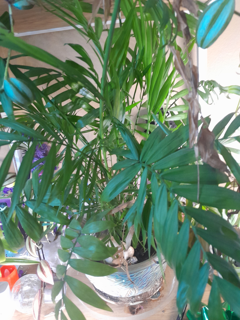 Spider Plant Assortment - photo 4