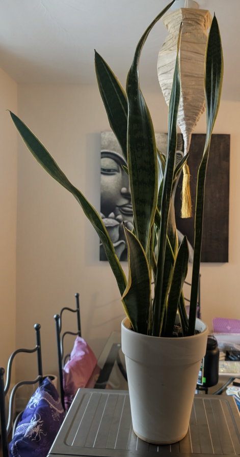 Snake Plant in grey pot