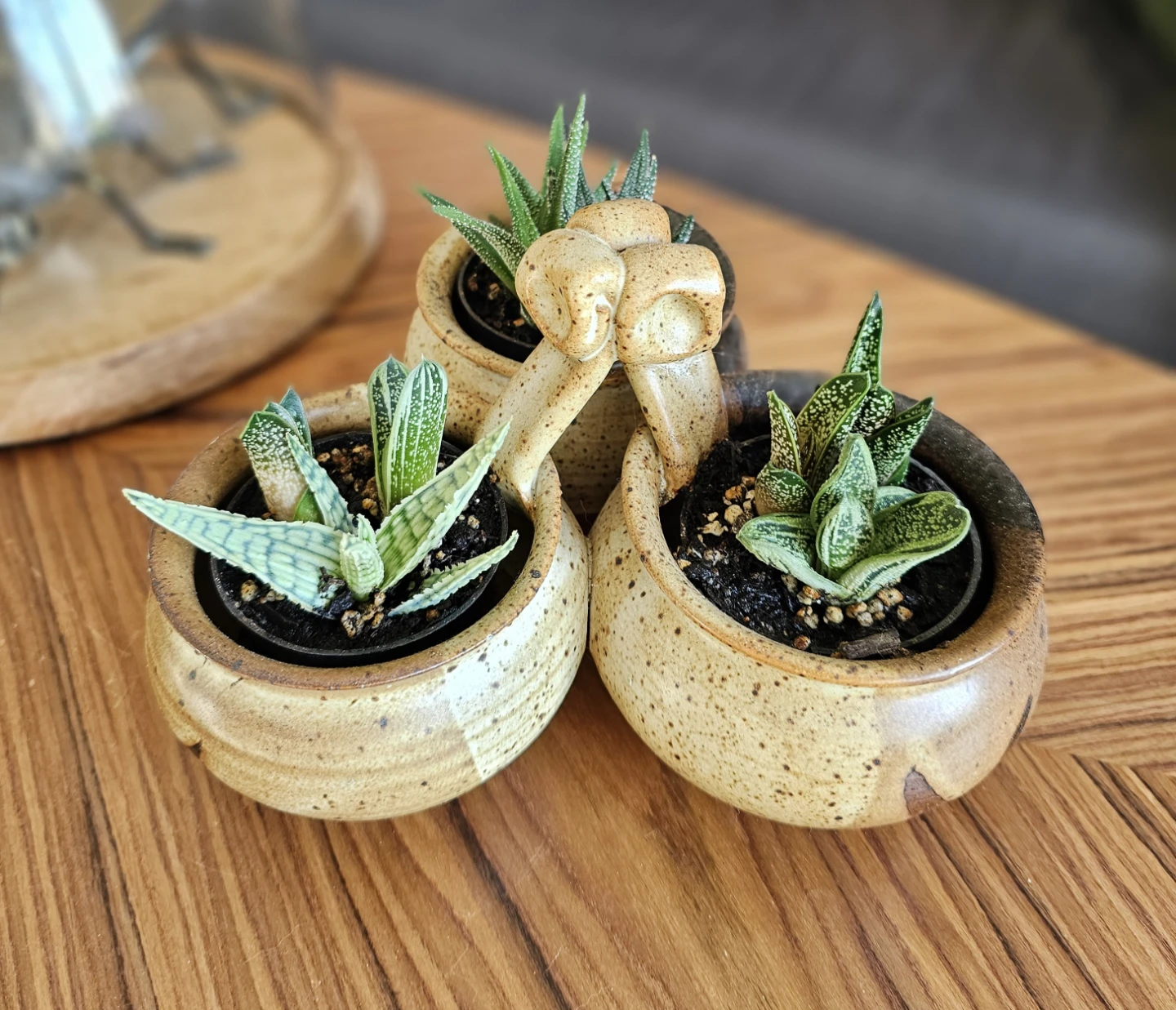 Succulent arrangement