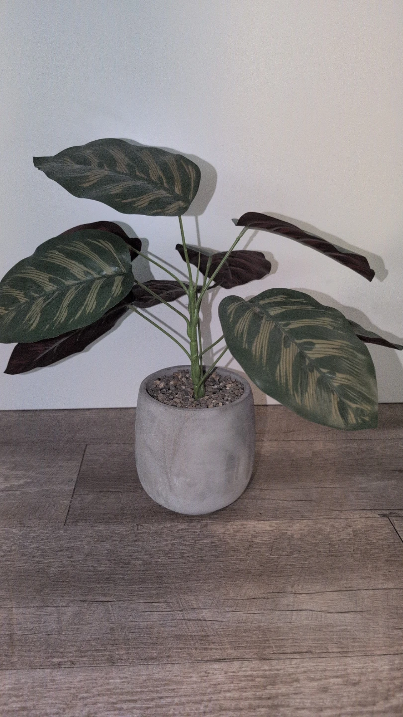 Artificial Calathea Plant in Concrete Pot