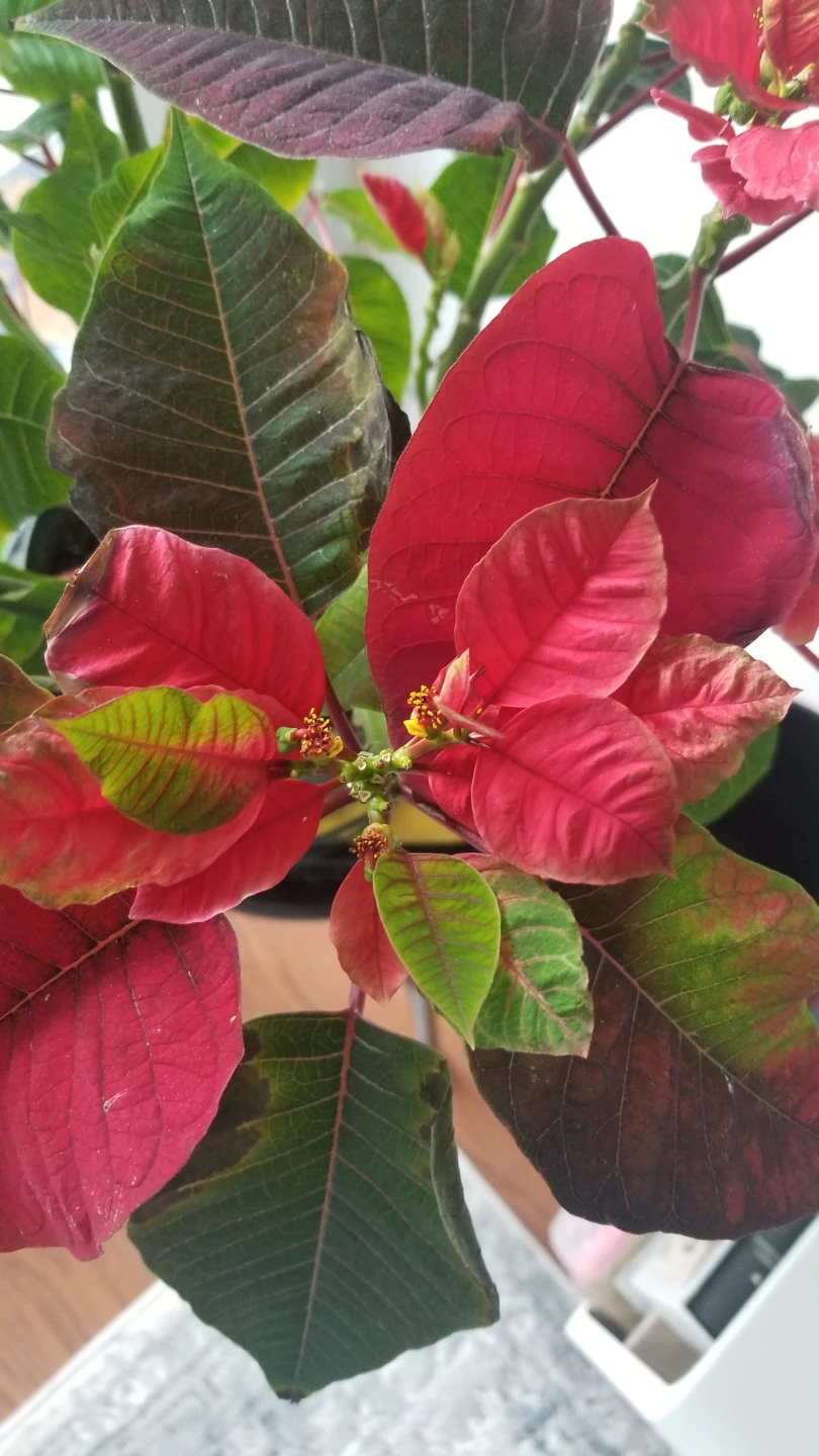 PC  Poinsettia Plant 9"( need to go asap) - photo 2