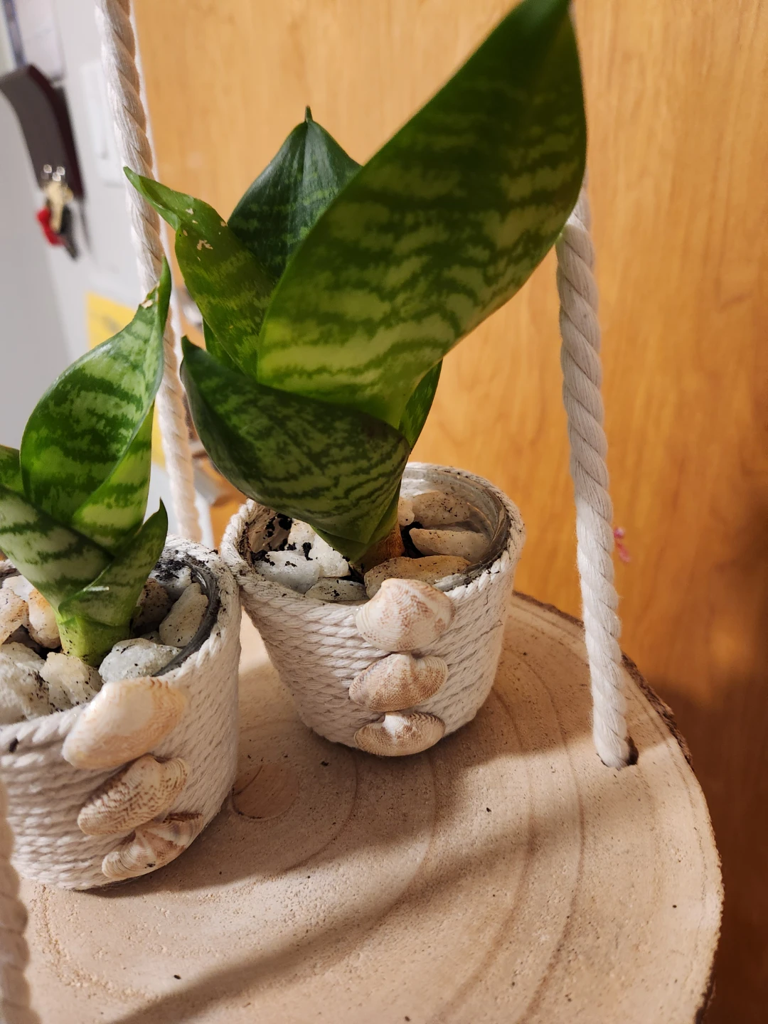 Beachy hanging tree slice planter with plants - photo 3