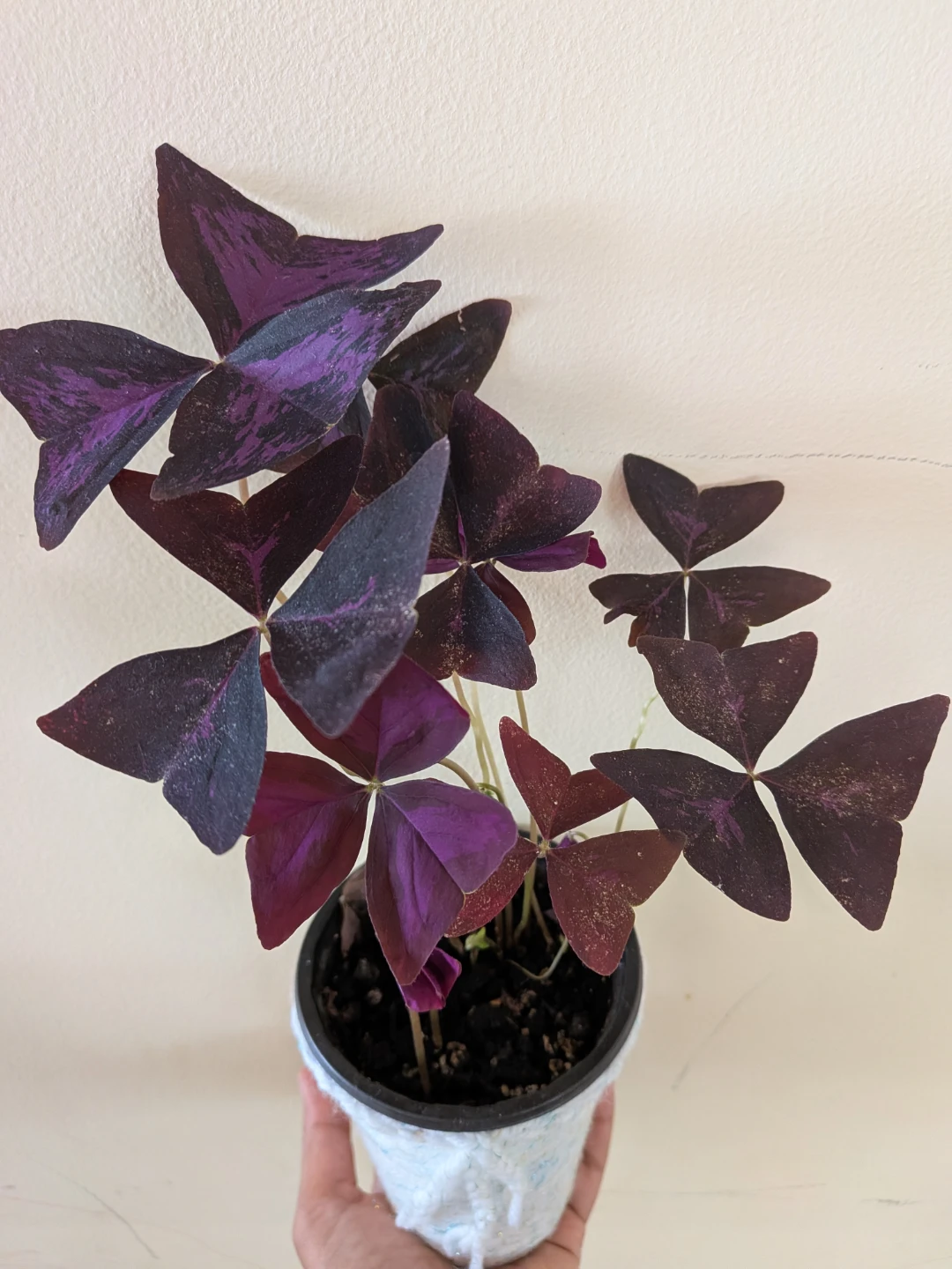 Purple Oxalis