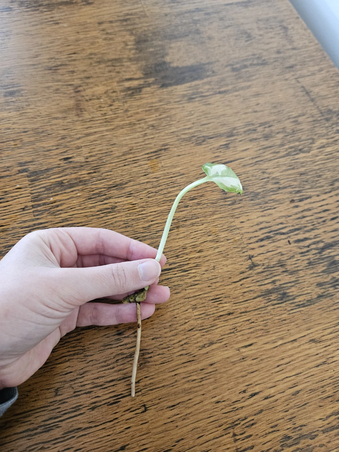 Pothos Plant Cutting - Variegated with root 🧡 - photo 2