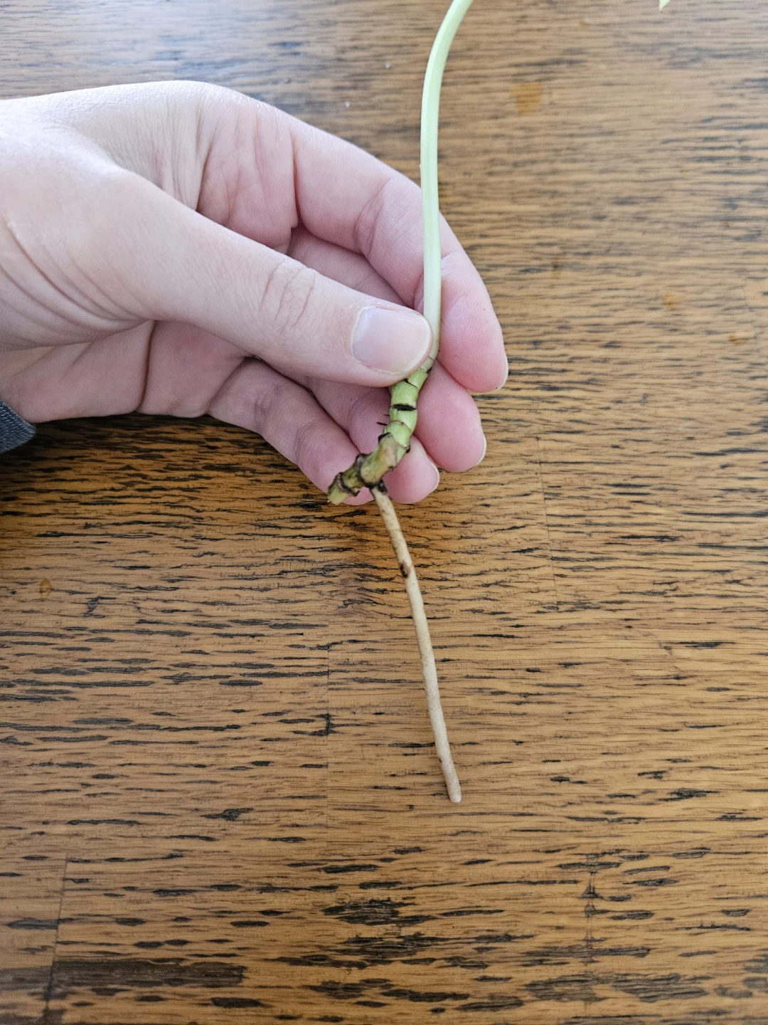 Pothos Plant Cutting - Variegated with root 🧡 - photo 3