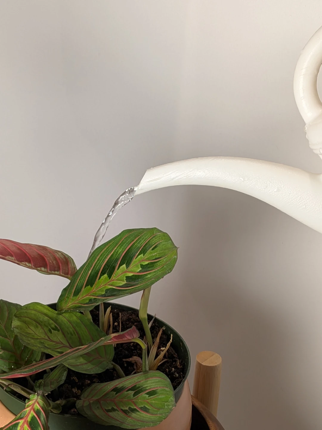 White Watering Can 🥕