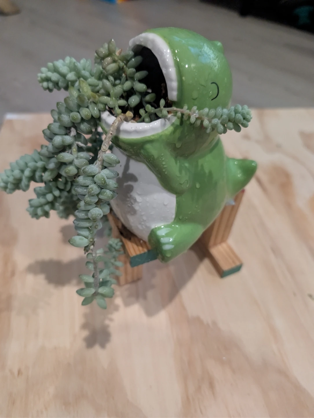Dunkey tail plant 🏆