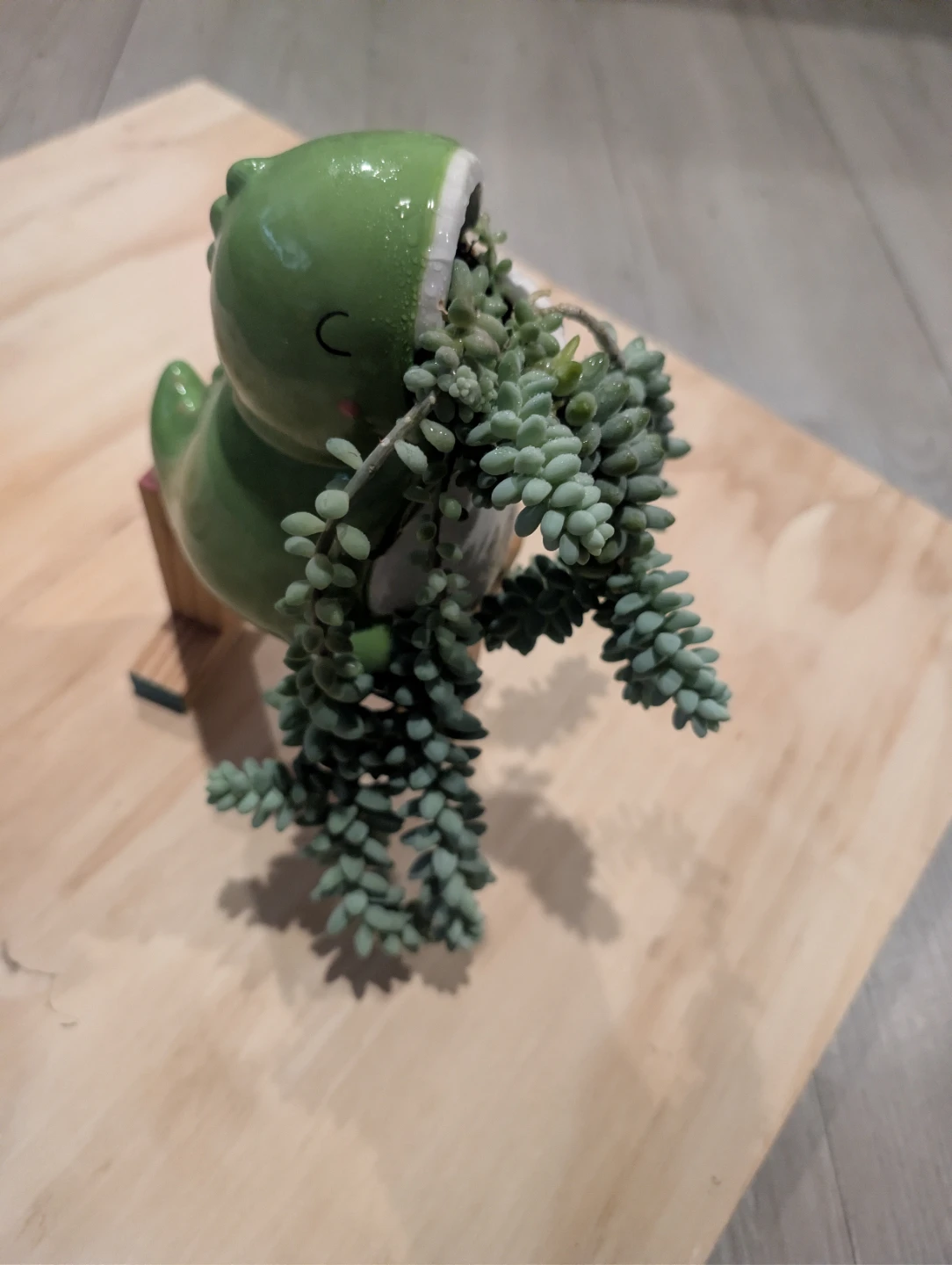 Dunkey tail plant 🏆 - photo 4