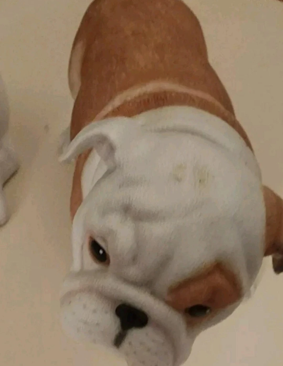 Lenox Bulldog Figurine with extra - photo 2