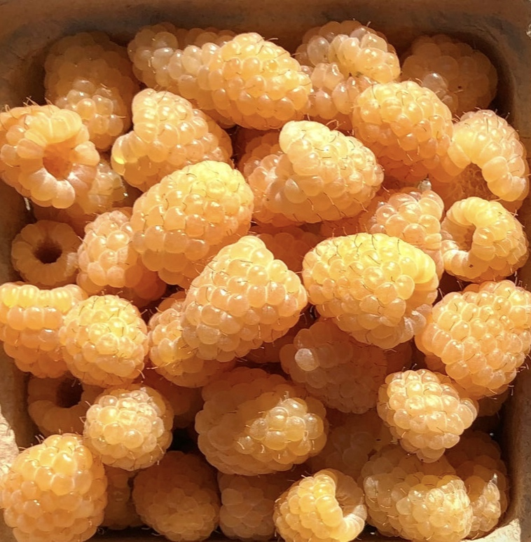 Yellow Raspberry Plant